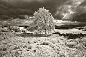 Natural Light Photography