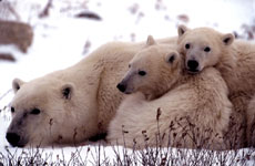 Mother Polar Bears with Two Cubs