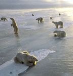 Nine Polar Bears
