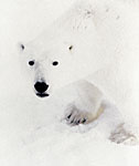 Nine Polar Bears