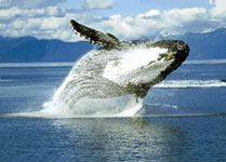 Whale Full Breach