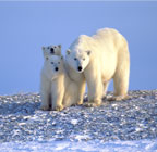 Polar Bears