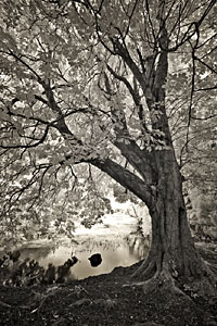Natural Light Photography