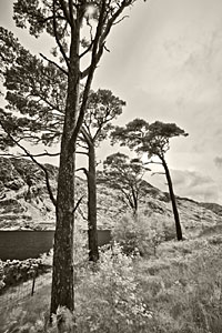 Natural Light Photography