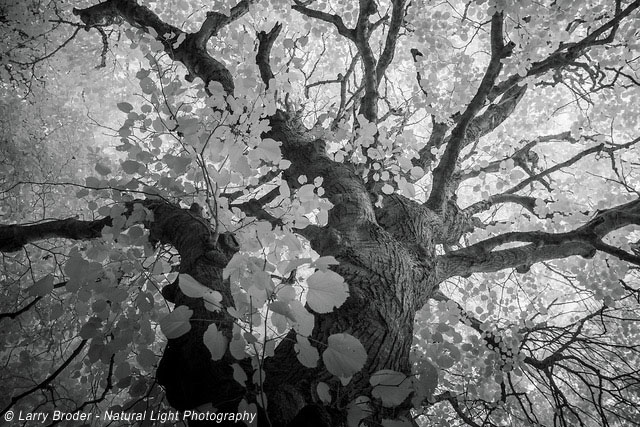 Natural Light Photography: Larry Broder, Photographer