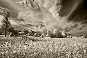 Natural Light Photography