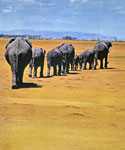 Elephants