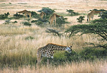 Giraffe