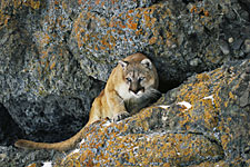 Puma Cat